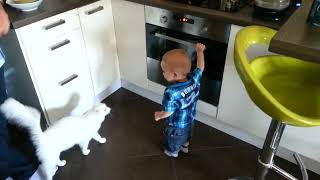 Cat Protects Little Boy From the Hot Stove