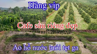 Bán tổng 3 ha cafe sầu riêng hồ tiêu nguồn thu ổn định đg đi thuận tiện lh;0977083943