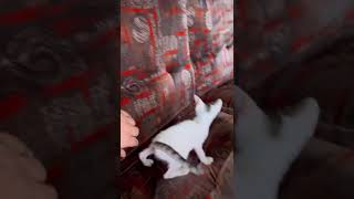 cute cat playing #funnycat #cat #catvideos