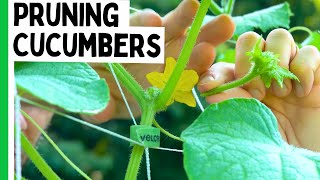 This Pruning Technique Will MAXIMIZE Cucumber Production