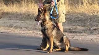 Anti Poaching unit Pittrack with our K9's in Greater Kruger national park.