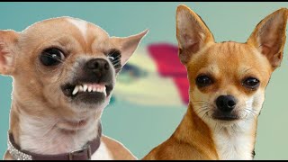 El Mejor perro Guardian de todos| el Chihuahueño Mexicano