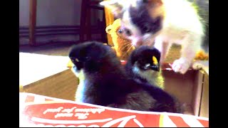 Kitty with chickens! Котик гуляет с цыплятами!