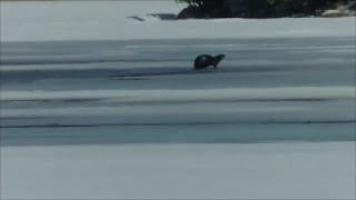 Wild River Otter On Ice