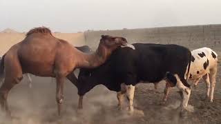 CAMEL AND COW FIGHT ON KHALIL FARM.