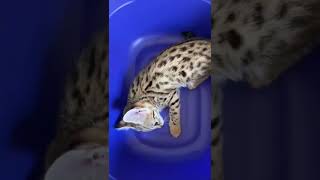 Игривая Саванна , когда купили бассейн , но воды ещё не налили.🤣 #caracal #servalcats #cat #serval