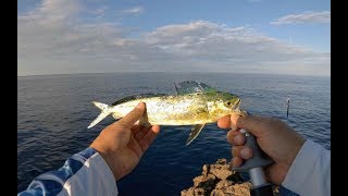 Light shore jigging. Little Mahi-mahi. C&R. 04.09.2018