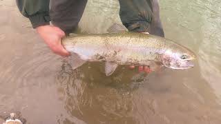 WINTER STEELHEAD FISHING! (BOBBER DOWN)