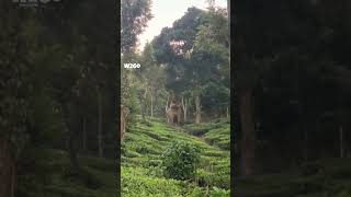 ചക്ക പറിക്കുന്ന കാട്ടുകൊമ്പൻ 🐘#001 #wildlife #wildelephants #nilgiris #elephantattack  #shorts