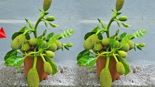 How to Grow  jackfruit Tree Corn at Home for Beginners