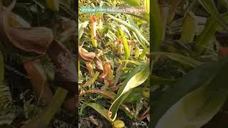 Insect-eating Pitcher Plants #pitchers  #garohills #shorts #viral #meghalaya