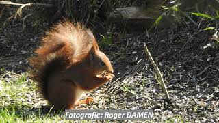 Eekhoorn op zoek naar zonnebloempitten