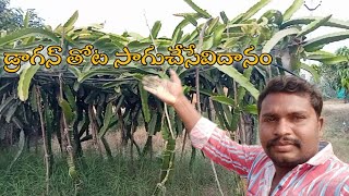 డ్రాగన్ ఫ్రూట్ తోట సాగు చేసే విధానం#dragan fruit