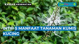 Intip 5 Manfaat Tanaman Kumis Kucing Untuk Kesehatan