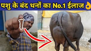 गाय/भैंस का दूध कम आना, छेछडे़ आने का देसी ईलाज|Bhains ka doodh|How to increase cow/buffalo milk