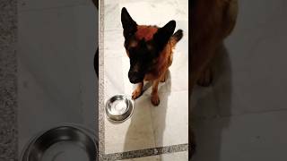 Mangos are favourite to my German shepherd #viral #trending #ytshort #shorts #short