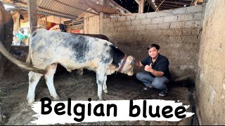 JEMPUT SAPI BELGIAN BLUEE 🔥