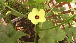 Growing Okra In South Florida!