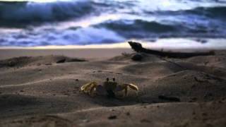 Cool Crab on Mt  Irvine beach - Tobago