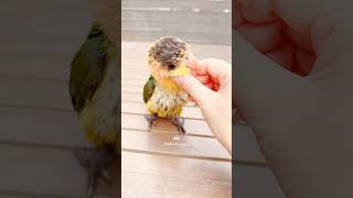 He’s the Cutest! 💖🤗😇 …When He’s Not Causing Trouble! | Baby Cheshire, the Funniest Caique Parrot