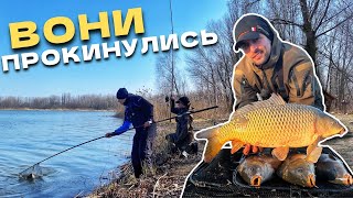 ЯК??? Ловля САЗАНА коли ХОЛОДНА ВОДА, Сама проста і УЛОВИСТА СНАСТЬ