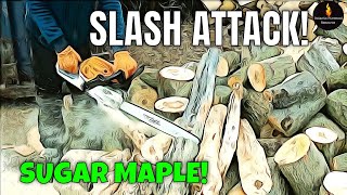 SLASHING SUGAR MAPLE FIREWOOD WITH STIHL CHAINSAW