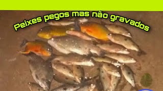 Peixes pegos mas não gravados