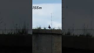 Pigeon Pest Control at 155m.... #hunting #fximpact #airgun #fxairguns #shorts