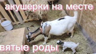 НЕДОРОЖАЛА | АКУШЕРКИ НА МЕСТЕ