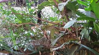 Asian Koel bird (कोकीळ पक्षी) family: Cuculidae shooting on March 10, 2022 at 4:35 pm #asiankoel