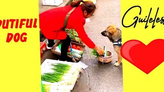 Stylish fantastic dog || Dutiful Dog || loyal animal market work nicely !!