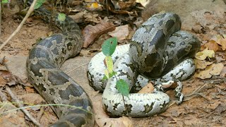 घने जंगल में विशालकाय अजगर का खौफनाक मंजर Indian rock Python release in forest