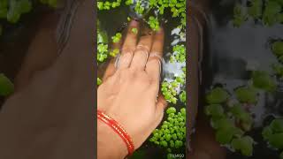 #fishesvideo #babyfish /చేప పిల్లలు ముద్దుగా ఉన్నాయి /#fishes #viralshorts #viralvideo #trending