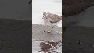 【#birdslife 】Grey-tailed tattler