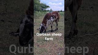 beautiful ablaq sheep @qurbaan sheep farm #hyderabadtelangana #potla # #happysheep  #telanganapotla