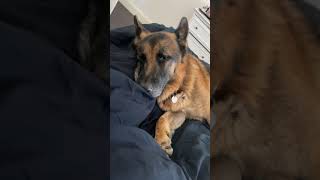 German shepherd sleeping like a baby