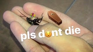 Pet COCKROACH on its DEATHBED ~ He ‘RAN AWAY’ from HOME to die ..