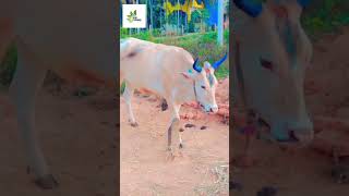 Day 22(information )ಮಕರ ಸಂಕ್ರಾಂತಿ  #viral # BCA Farmers