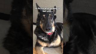 Did you? #germanshepherd