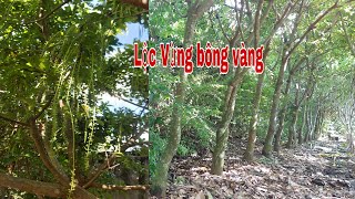 Lộc Vừng bông vàng cây công trình bóng mát "0979309131"Cây Kiểng Quốc Cung