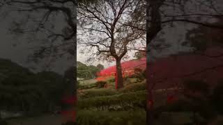 sakura indah di awal tahun,.TAIWAN.