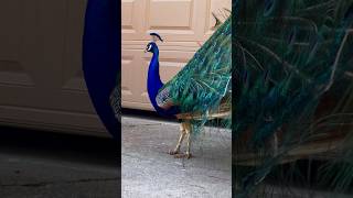 Do you think I look good? #peacock #peafowl #pavoreal #birdsofyoutube #peacockbird #birdlover