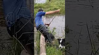 pescador #traira #peixe #shortvideo