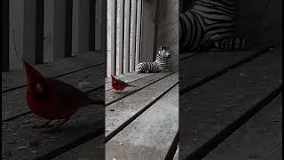 INCOMING! Male Cardinal drops in on the catwalk Feb 28, 2023