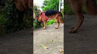 German shepherd loves morning walk #viral #trending #ytshorts #shorts #short