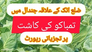 علاقہ جندال میں تمباکو کی کاشت