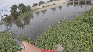 LA RIVER | CARP FISHING