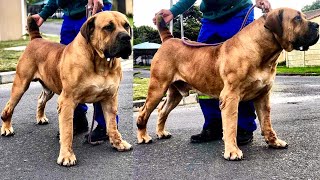 Boerboel o cão de guarda africano | você precisa conhecer