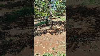 Fertilize durian trees - Beautiful nature with rural life