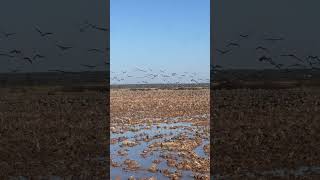 These specs are enjoying the rice stubble.